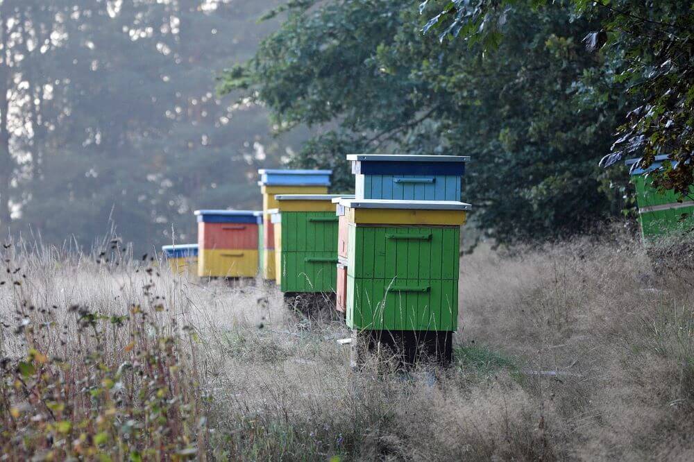 Ktoś otruł 420 000 pszczół! Policja szuka sprawcy