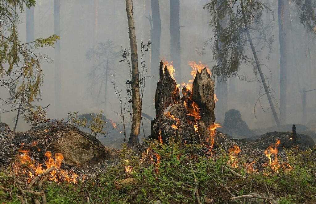 Wysokie zagrożenie pożarowe w lasach powiatu jarocińskiego